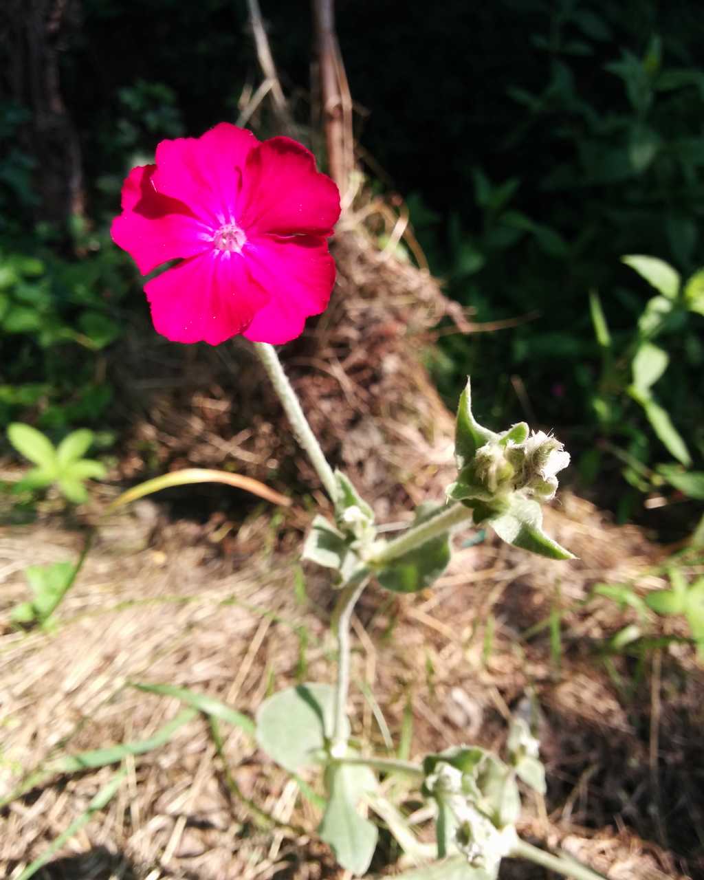 Lychnis coronaria